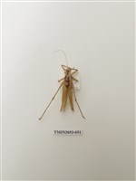 藏品(直翅目(1))的圖片